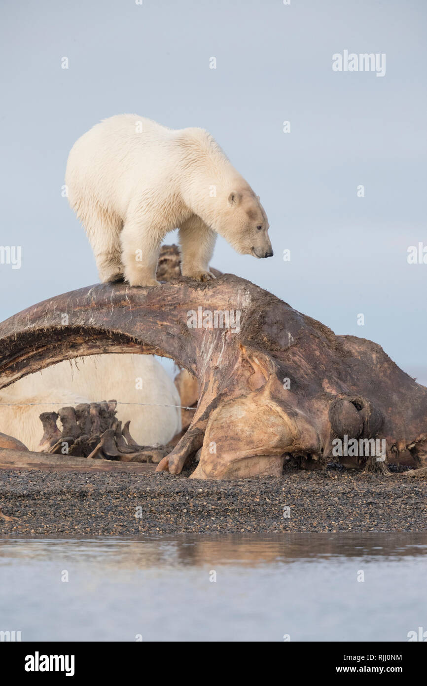 Orso polare (Ursus maritimus, Thalarctos maritimus). Adulto vicino da ossa pila, la carcassa di balene Bowhead caccia dagli abitanti del villaggio. Foto Stock