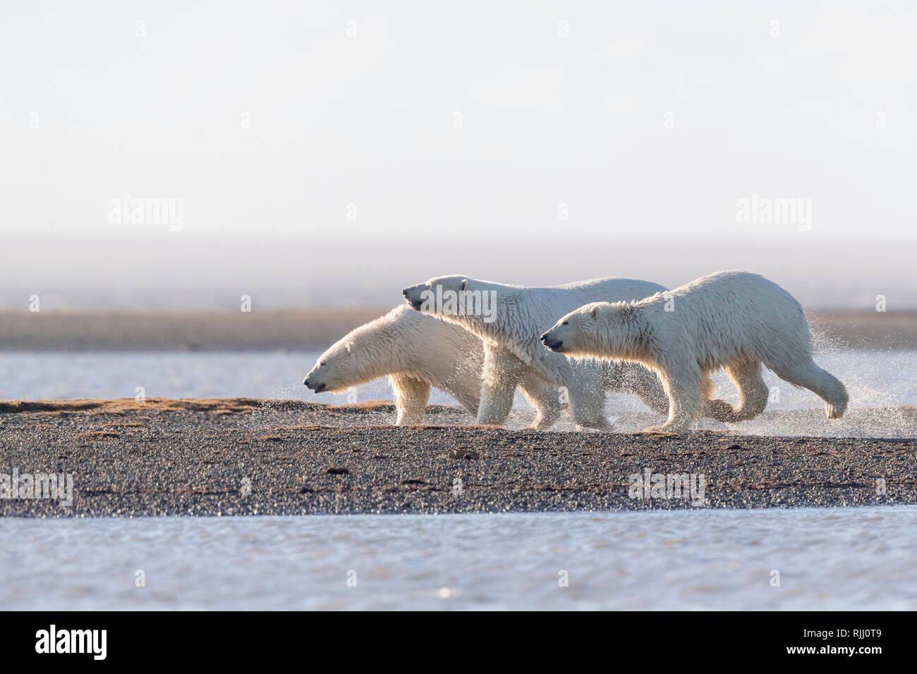 Orso polare (Ursus maritimus, Thalarctos maritimus). Madre di due cuccioli a camminare su un isola barriera. Kaktovik, Alaska. Foto Stock