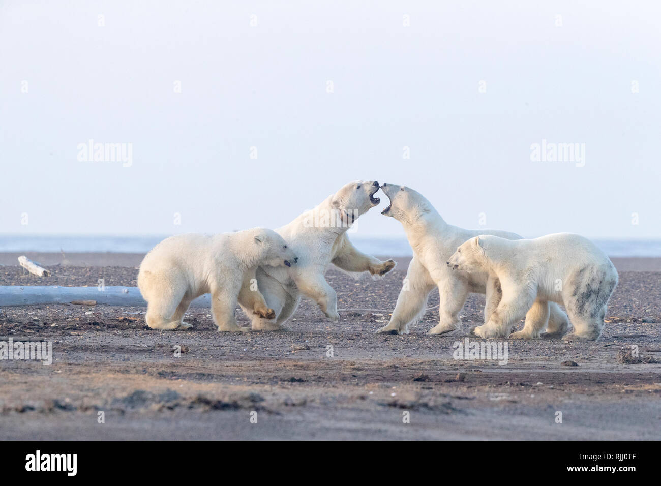 Orso polare (Ursus maritimus, Thalarctos maritimus). Incontro tra le mamme con i cuccioli, lungo un isola barriera al di fuori Kaktovik, Alaska. Foto Stock
