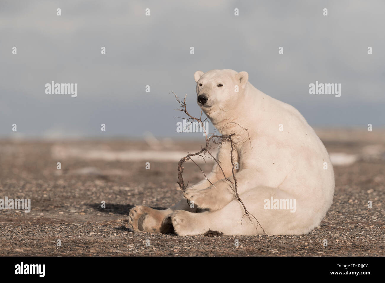 Orso polare (Ursus maritimus, Thalarctos maritimus). Cub giocando con un ramo Kaktovik, Alaska. Foto Stock