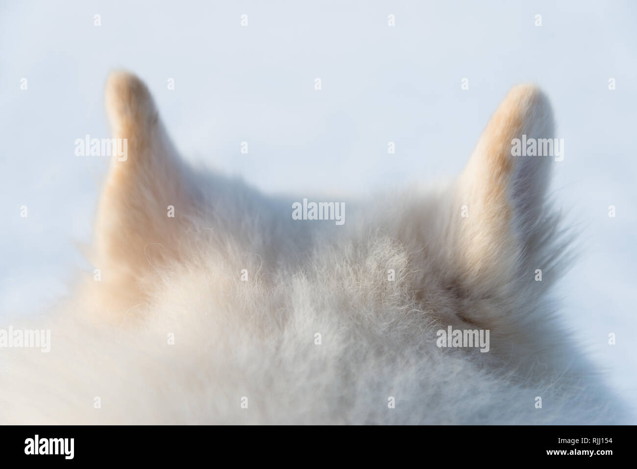 Samoiedo cane le orecchie Foto Stock