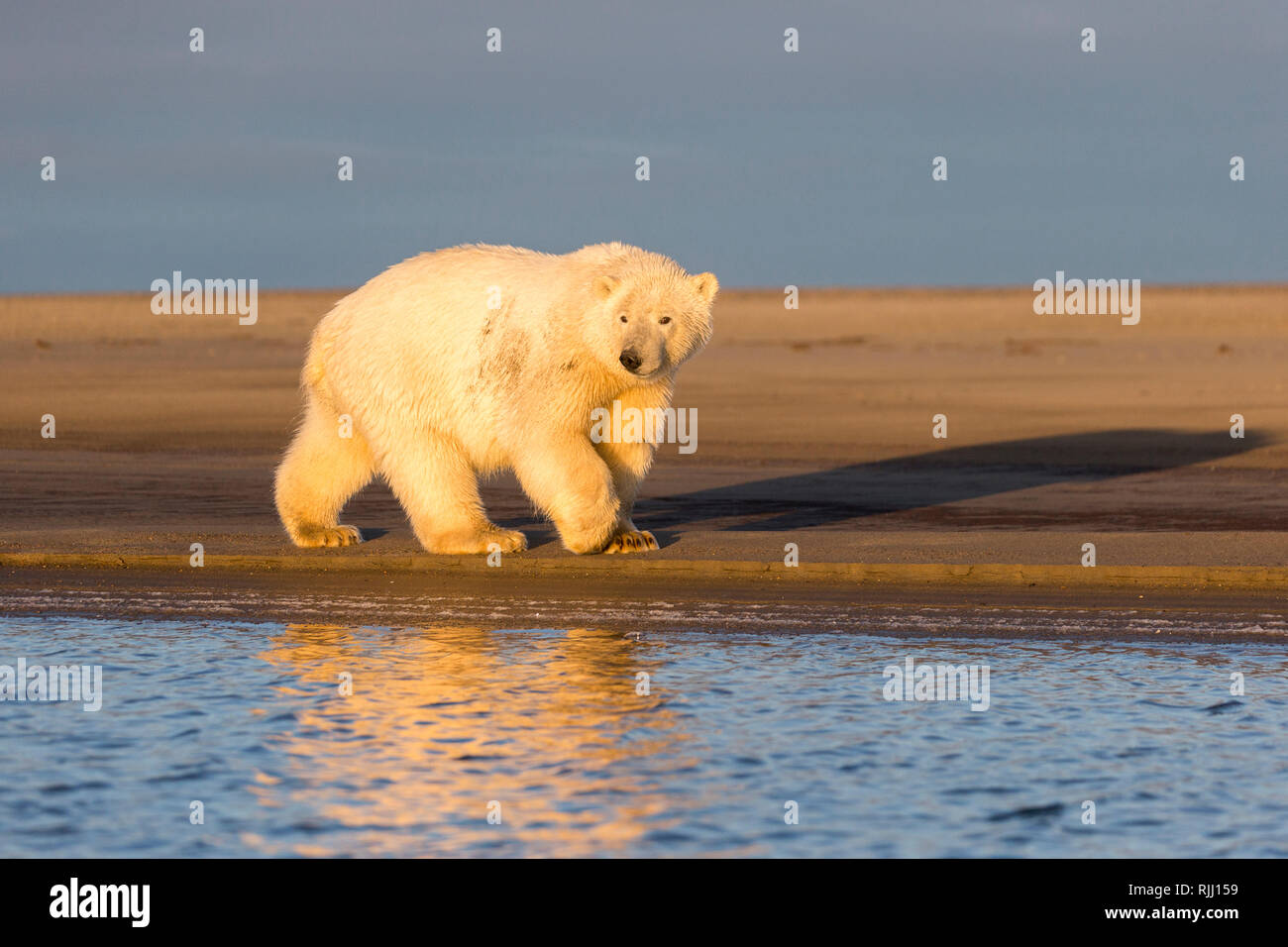 Orso polare (Ursus maritimus, Thalarctos maritimus) camminando su un isola barriera. Kaktovik, Alaska. Foto Stock