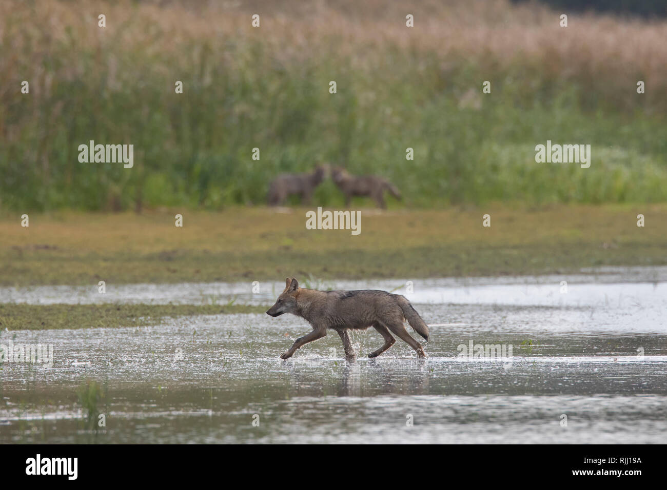 Unione lupo ( Canis lupus) trotto in acque poco profonde. In Sassonia, Germania Foto Stock