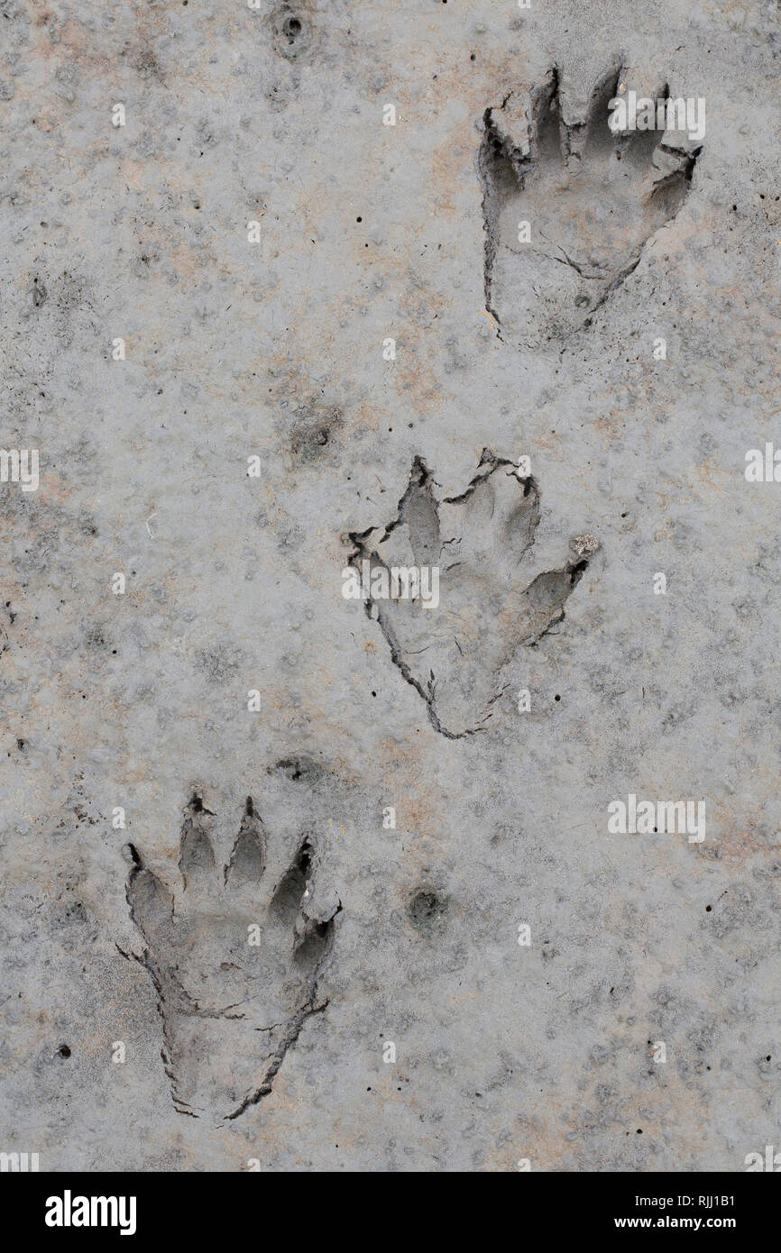 Raccoon (Procione lotor), tracce in terreno sabbioso. Germania Foto Stock