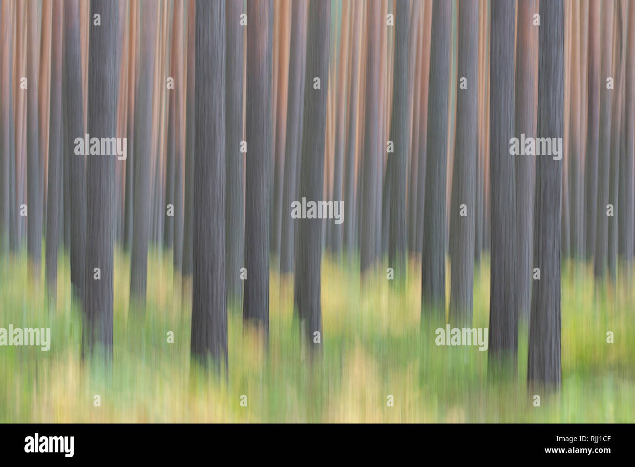 Di Pino silvestre (Pinus sylvestris), foresta. In Sassonia, Germania Foto Stock