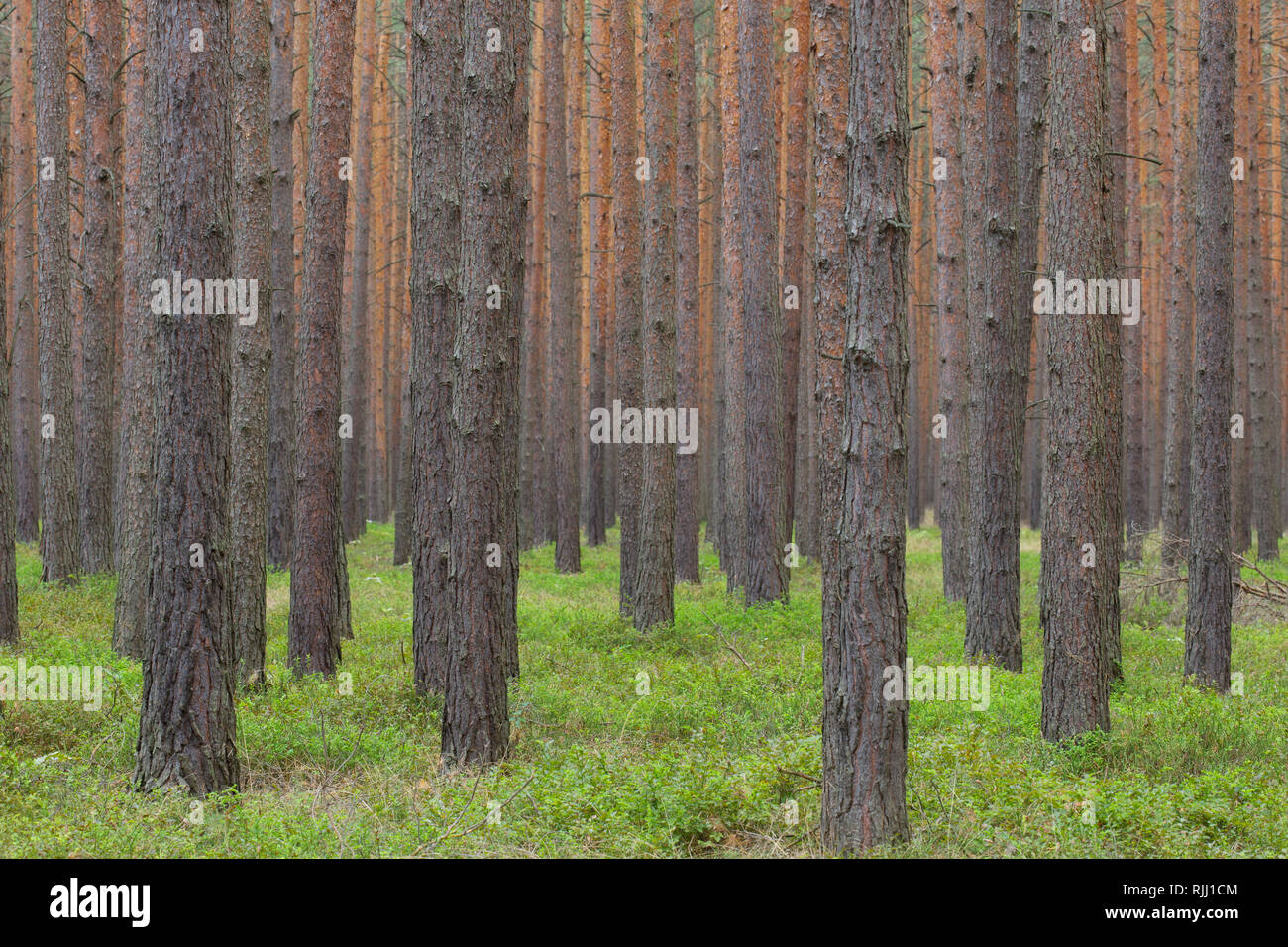 Di Pino silvestre (Pinus sylvestris), foresta. In Sassonia, Germania Foto Stock