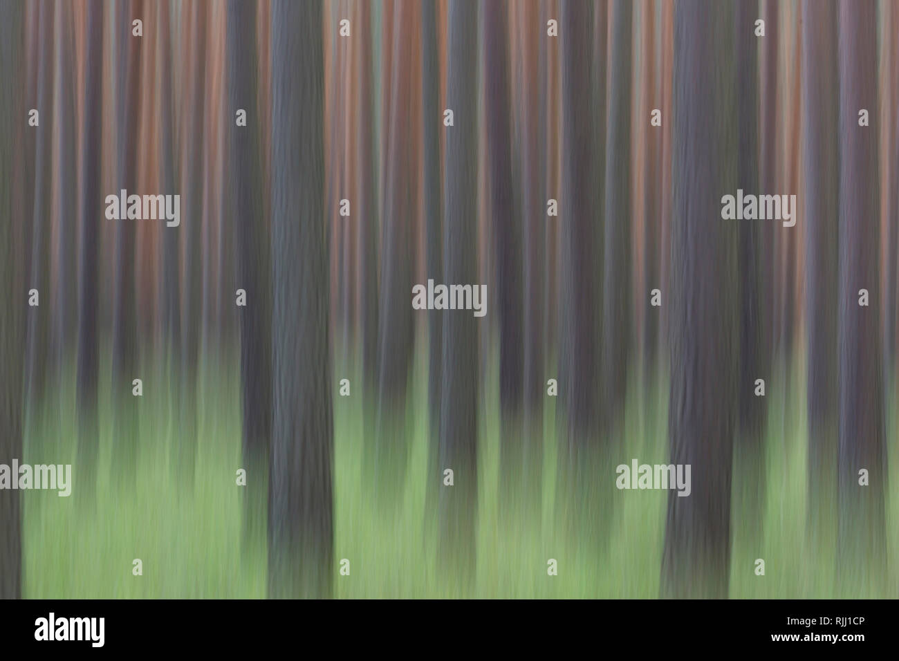 Di Pino silvestre (Pinus sylvestris), foresta. In Sassonia, Germania Foto Stock