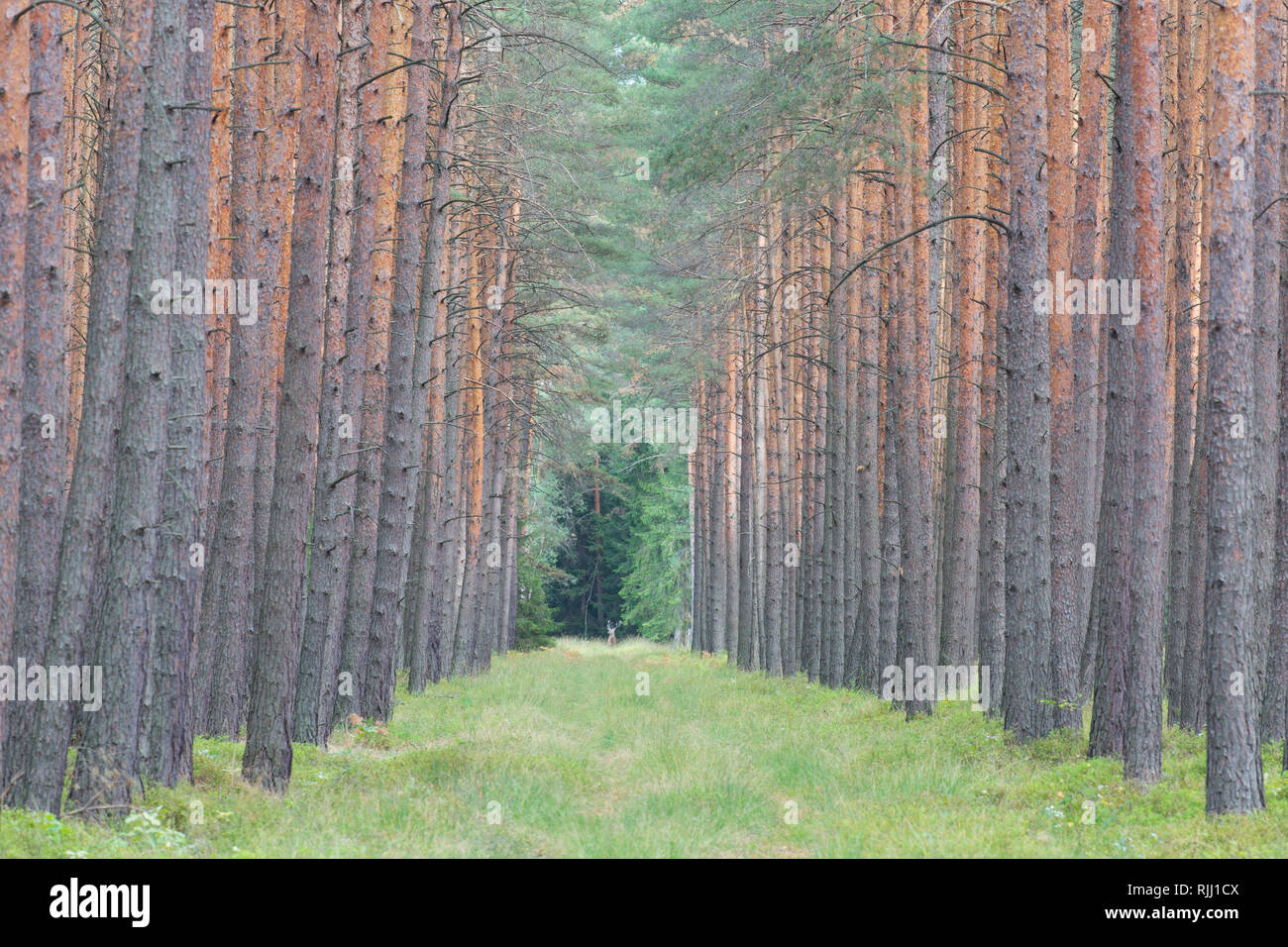 Di Pino silvestre (Pinus sylvestris). Divario nella foresta. In Sassonia, Germania Foto Stock