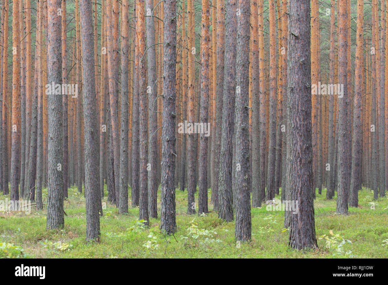 Di Pino silvestre (Pinus sylvestris), foresta. In Sassonia, Germania Foto Stock