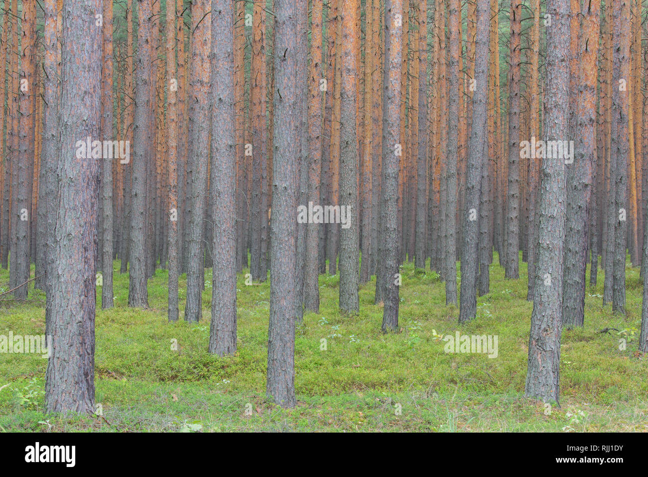 Di Pino silvestre (Pinus sylvestris), foresta. In Sassonia, Germania Foto Stock