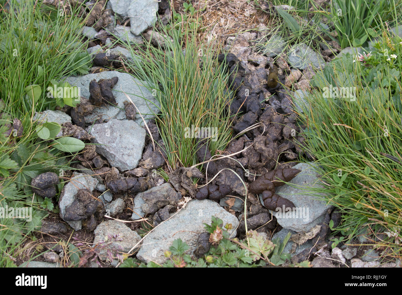 Alpine marmotta (Marmota marmota). Pollina. Alti Tauri Parco Nazionale, Austria Foto Stock