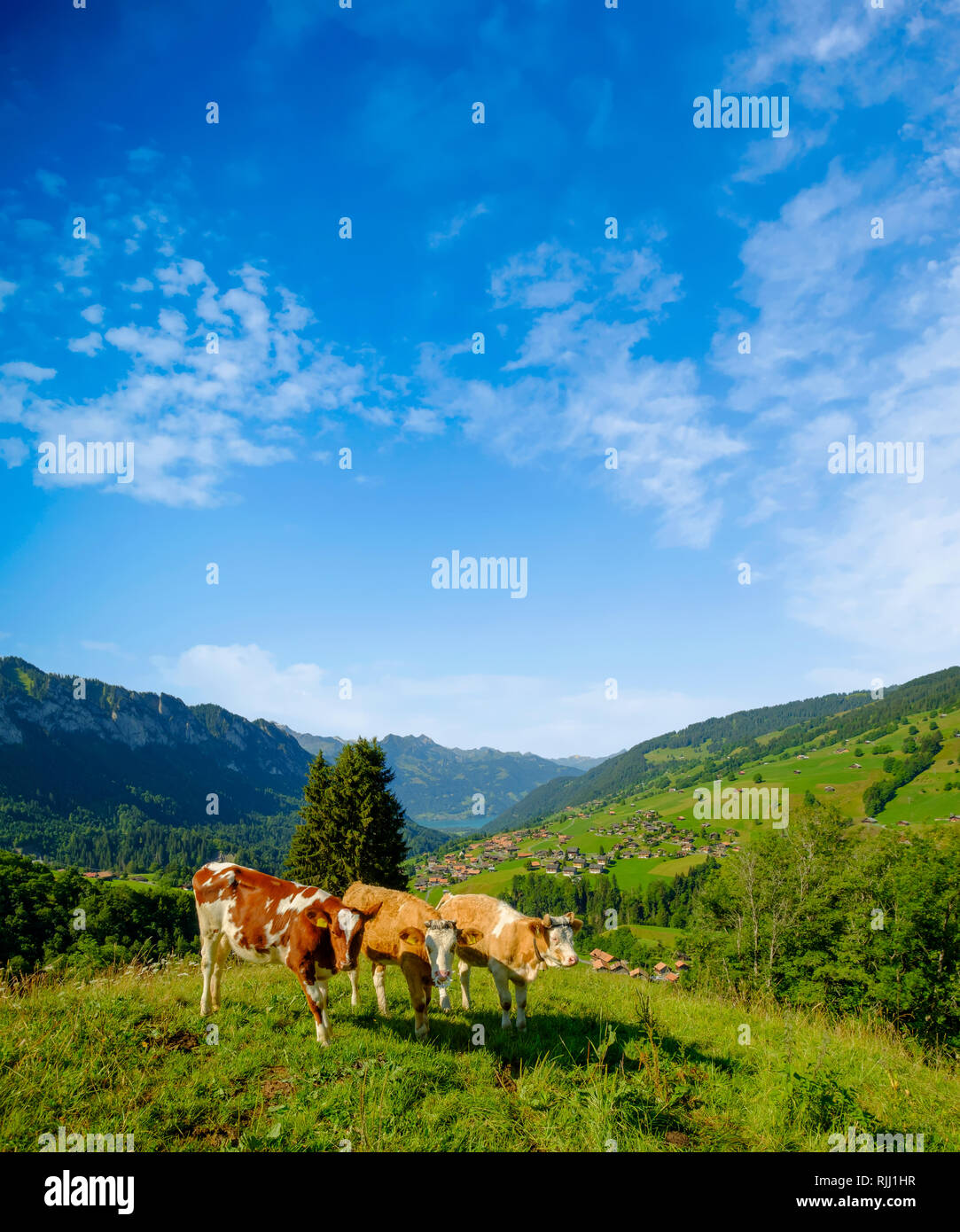 Piccola mandria di mucche pascolare nel prato alpino in Svizzera Foto Stock