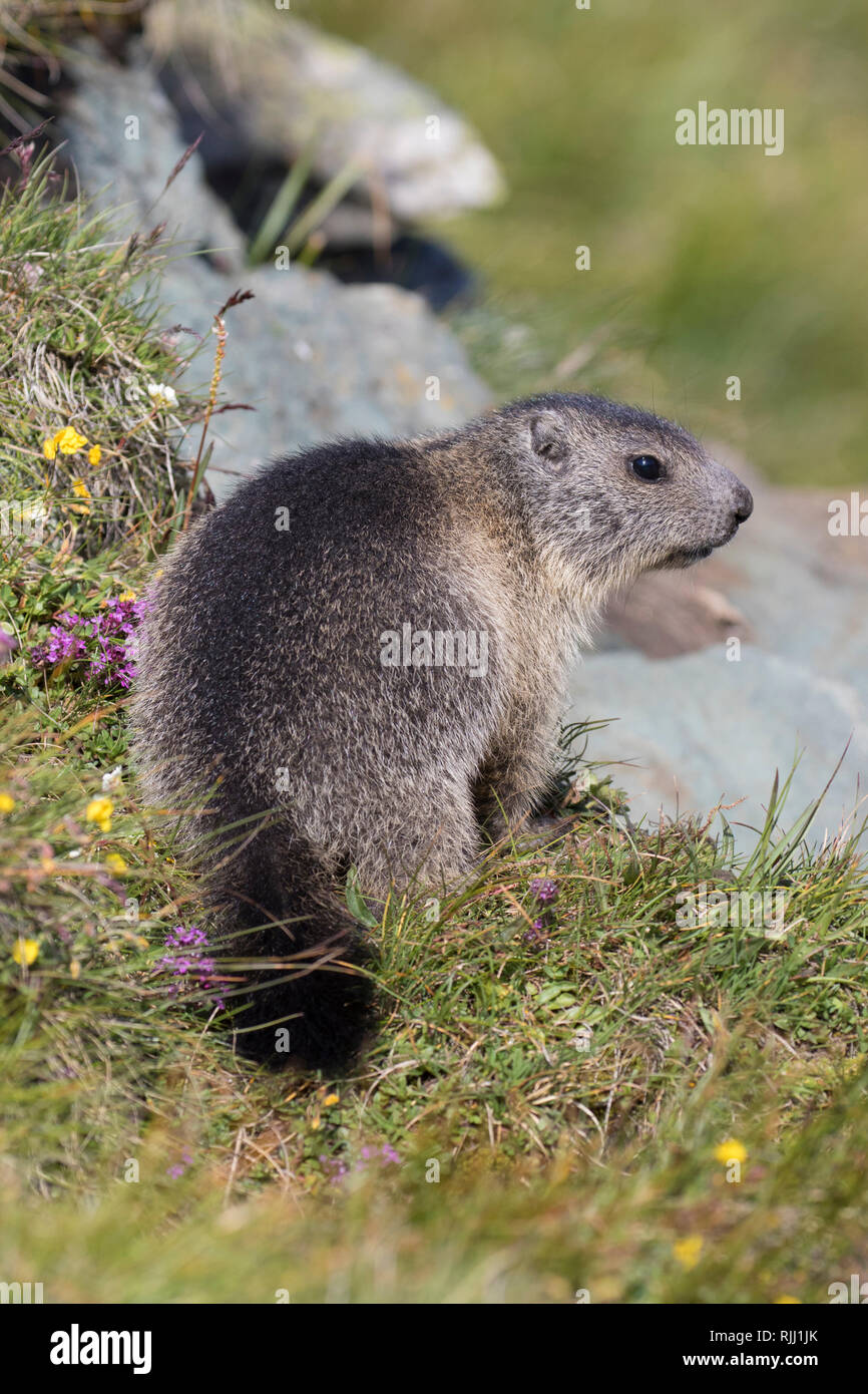 Alpine marmotta (Marmota marmota). I giovani su un prato fiorito. Alti Tauri Parco Nazionale, Austria Foto Stock