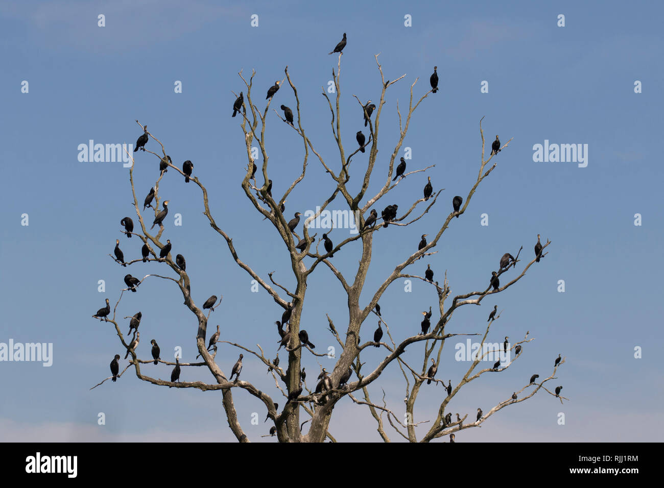 Cormorano (Phalacrocorax carbo). Gli uccelli in appoggio su albero morto. Riserva naturale Anklamer Stadtbruch, Meclemburgo-Pomerania Occidentale, Germania Foto Stock