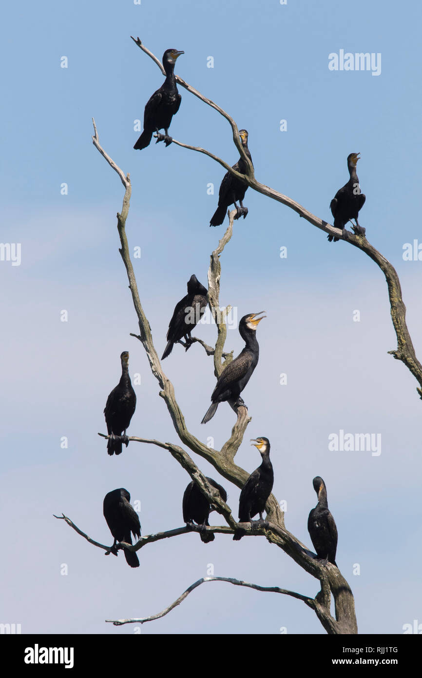 Cormorano (Phalacrocorax carbo). Gli uccelli in appoggio su albero morto. Riserva naturale Anklamer Stadtbruch, Meclemburgo-Pomerania Occidentale, Germania Foto Stock