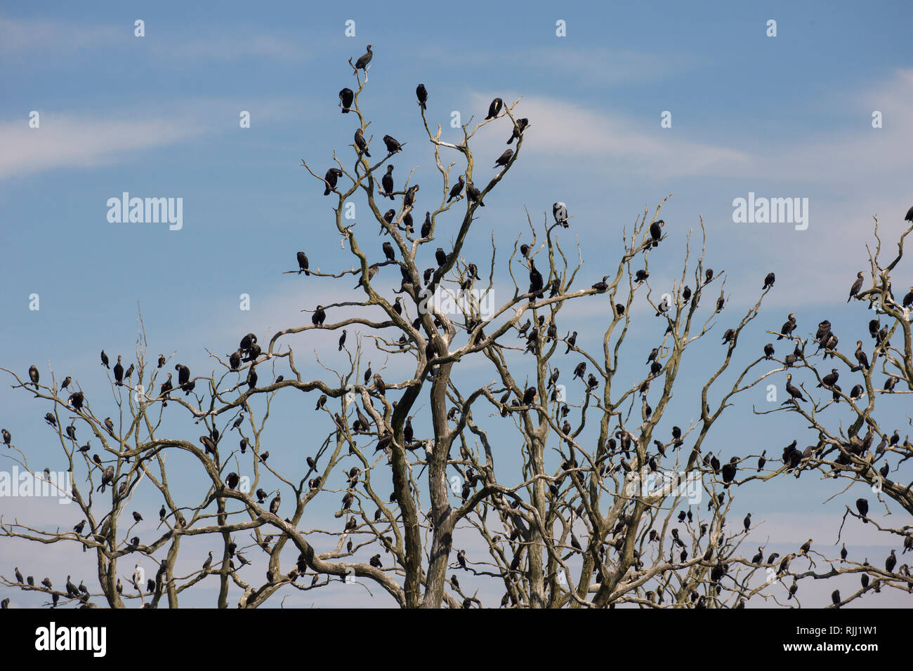 Cormorano (Phalacrocorax carbo). Gli uccelli in appoggio su alberi morti. Riserva naturale Anklamer Stadtbruch, Meclemburgo-Pomerania Occidentale, Germania Foto Stock
