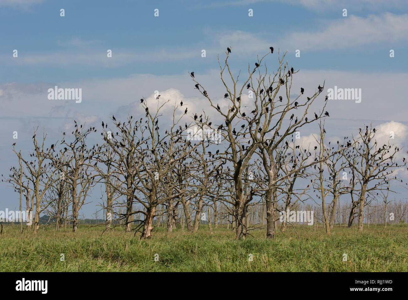 Cormorano (Phalacrocorax carbo). Gli uccelli in appoggio su alberi morti. Riserva naturale Anklamer Stadtbruch, Meclemburgo-Pomerania Occidentale, Germania Foto Stock