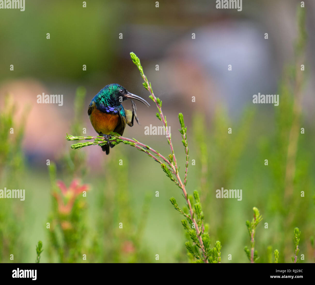 Petto arancione Sunbird tenuta su da una griffa a un ramo di arbusto sempreverde, mentre compaiono da graffiare con altri artiglio Foto Stock