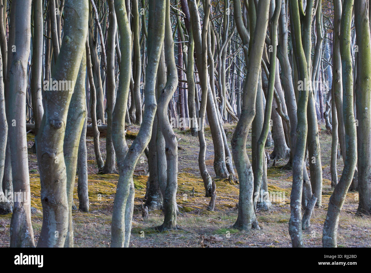 Comune di Faggio faggio (Fagus sylvatica). Albero a West Coast del Darss. Penisola di Fischland-Darss-Zingst Foto Stock