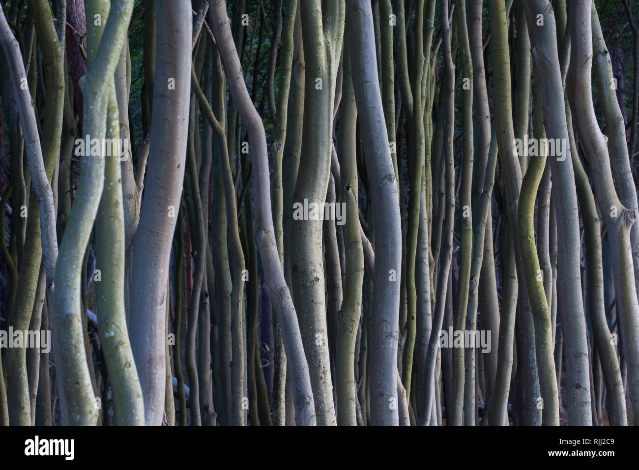 Faggio comune, Faggio europeo (Fagus sylvatica). Alberi sulla costa occidentale del Darss. Penisola di Fischland-Darss-Zingst Foto Stock