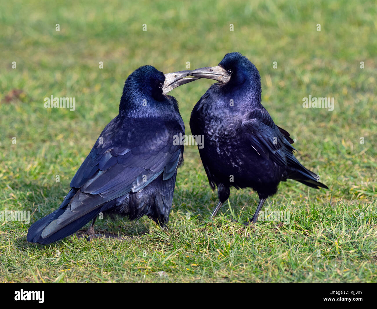 Rooks Corvus frugilegus associazione fino ai primi di febbraio east coast Norfolk Foto Stock