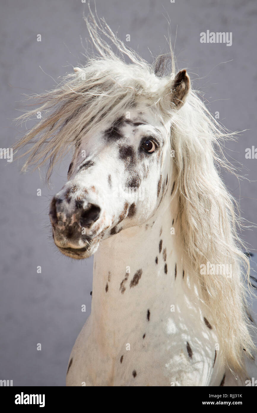 Appaloosa pony horse immagini e fotografie stock ad alta risoluzione - Alamy