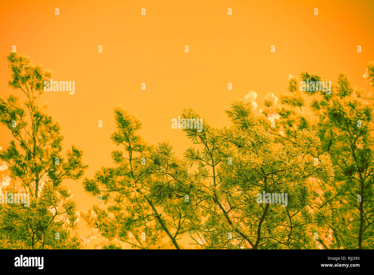 Rami di pino coperto con rime contro un arancione tramonto sullo sfondo. Naturale sfondo d'inverno. Natura invernale. Boschi innevati. Sfondo di natale. Foto Stock