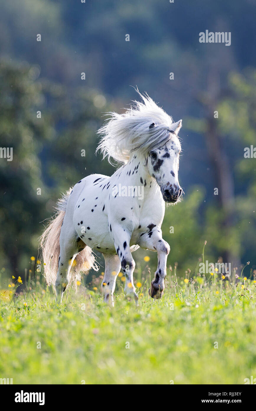 Pony Shetland. Miniatura Appaloosa al galoppo su un prato. Germania Foto Stock