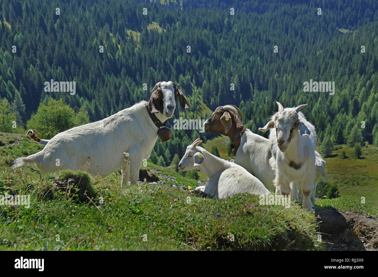 Capra domestica. Adulto Capre Saanen e Caproni giacenti e permanente. Dolomiti Alto Adige - Italia Foto Stock