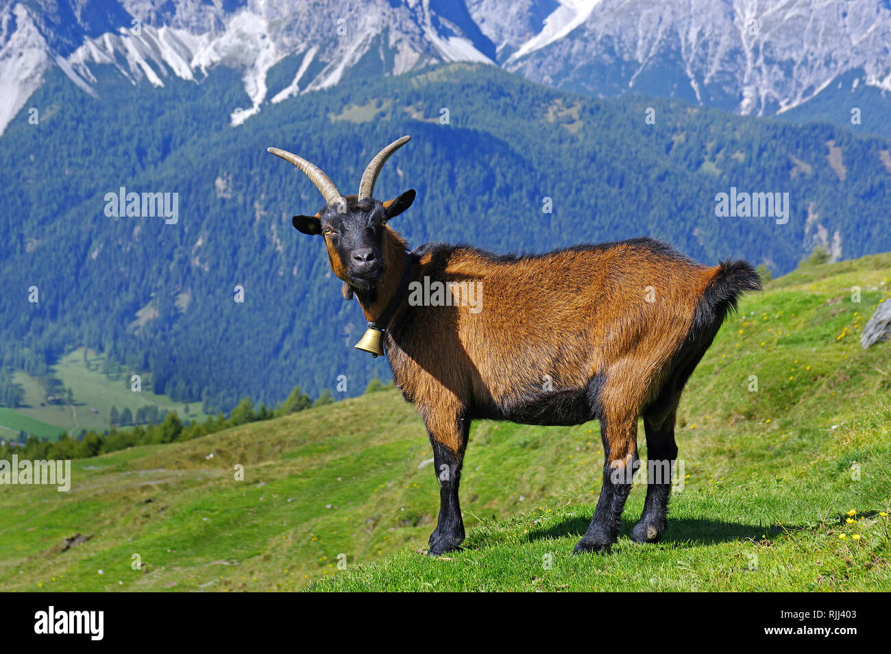 Color camoscio capra. Adulto in piedi su un alpeggio. Dolomiti Alto Adige - Italia Foto Stock