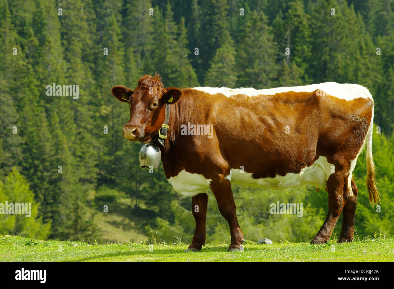 Pinzgauer bestiame. Interrogata mucca in piedi su un pascolo alpino. Alto Adige, Italia Foto Stock
