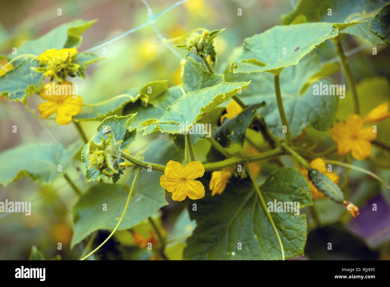 Piantagione di fioritura cetrioli. Sfondo naturale Foto Stock