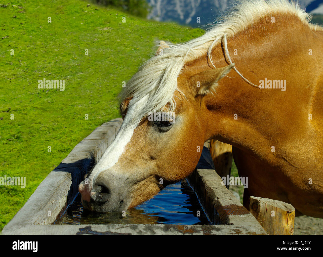 Cavalli di Razza Haflinger bere da una acqua di legno ben. sull'alpeggio Klammbachalm. Dolomiti Alto Adige - Italia Foto Stock