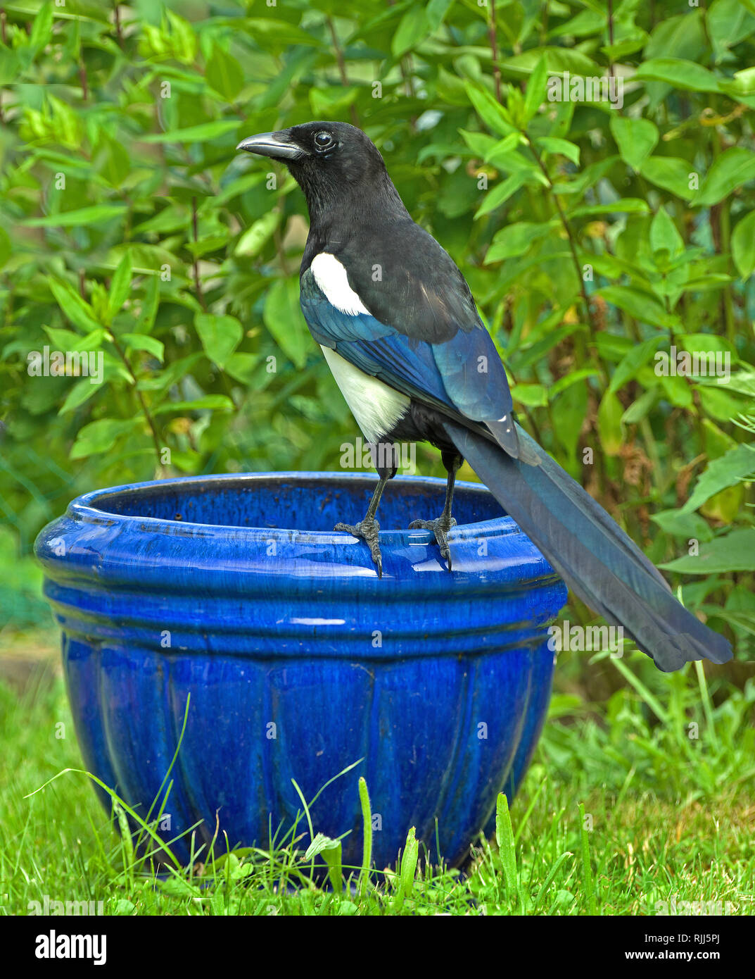 Gazza (Pica pica) in un giardino, in piedi su un fiore blu pot. Germania Foto Stock