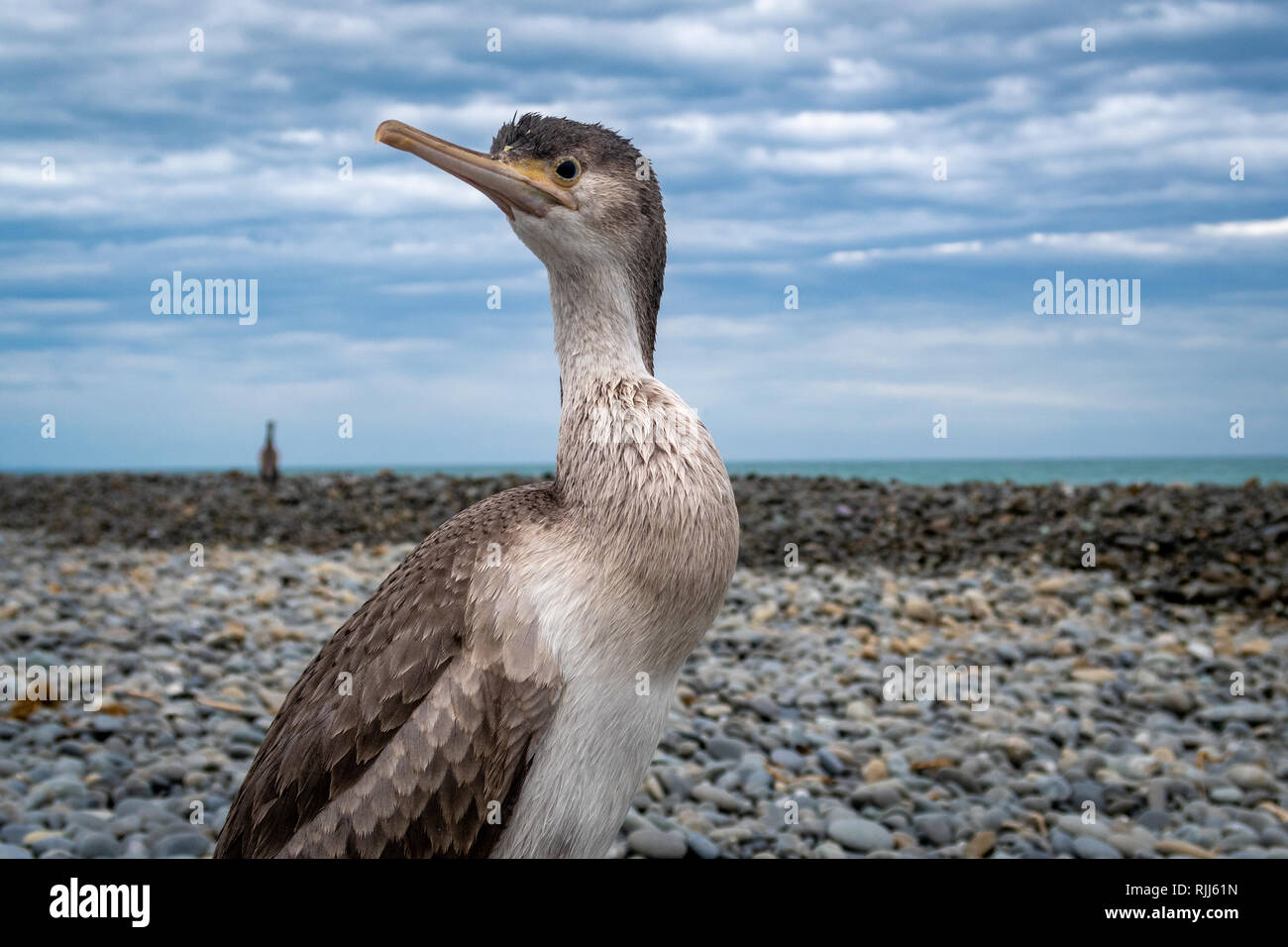 Un bambino spotted shag proviene dal mare a riposare sulla spiaggia a Canterbury, Nuova Zelanda Foto Stock