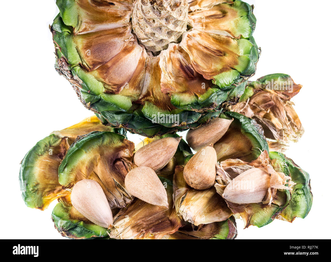Dettaglio di un maturo bunya pine, Araucaria bidwillii, frutto di cono che mostra il nucleo centrale di struttura, la disposizione concentrica delle sementi e la reale vedere Foto Stock Dettaglio di un maturo bunya pine, Araucaria bidwillii, frutto di cono che mostra il nucleo centrale di struttura, la disposizione concentrica delle sementi e la reale vedere Foto Stock
