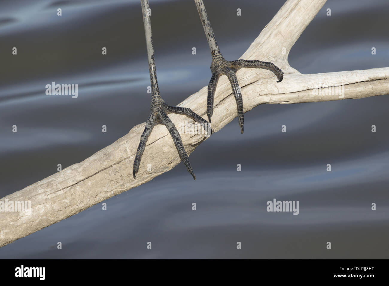Suggestivo sfondo è close up dei soli artigli affilati e scuro piedi di airone blu. Foto Stock