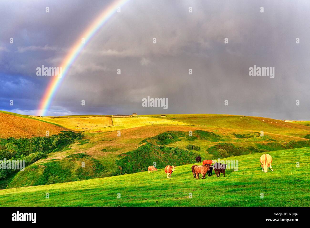 Angus pascolo del bestiame al pascolo nel paesaggio agricolo di arcobaleno, Pennan, Aberdeenshire, Scozia, Gran Bretagna Foto Stock