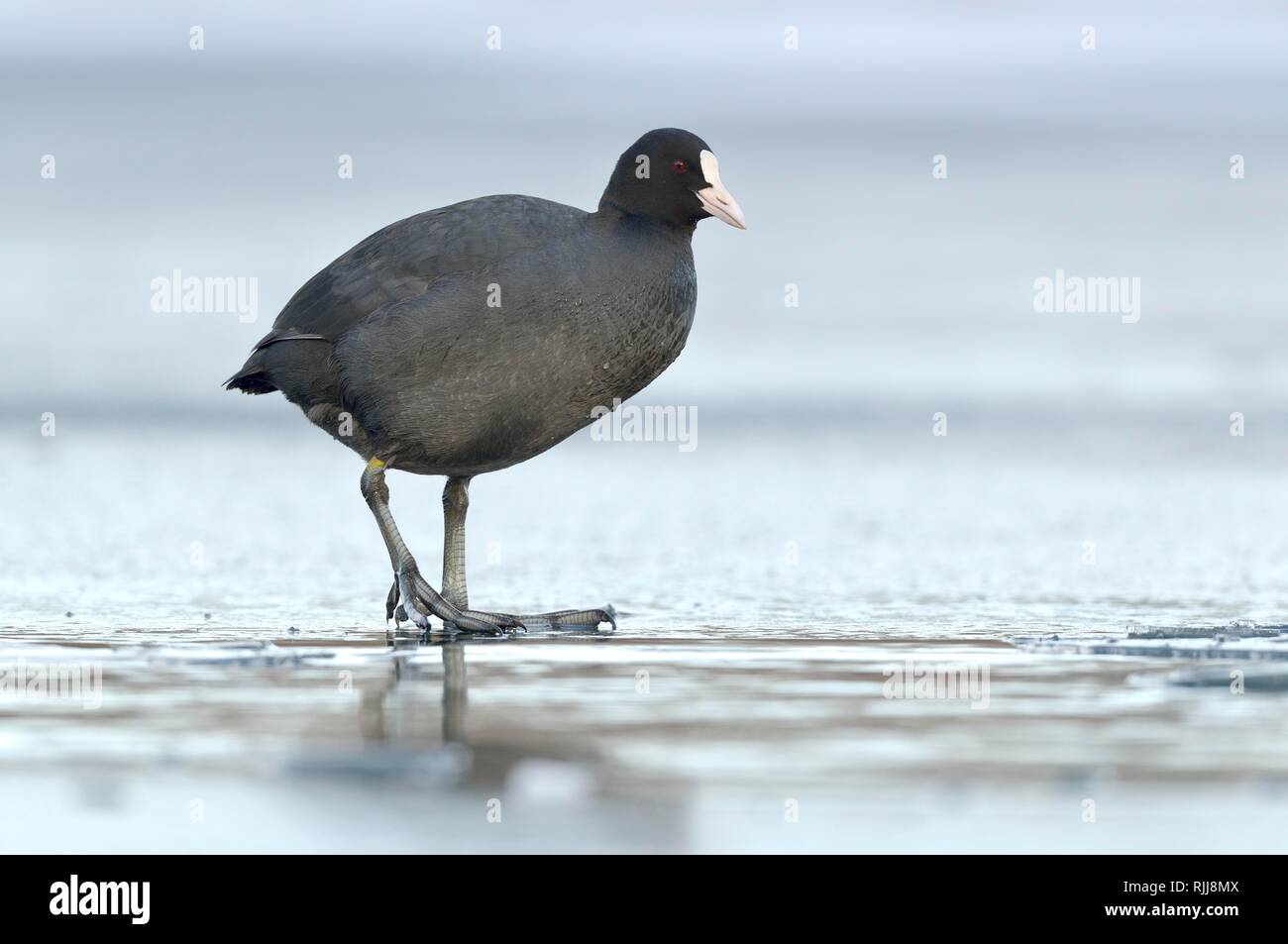 Comune folaga (fulica atra), animale adulto sul ghiaccio sul lago ghiacciato, in Sassonia, Germania Foto Stock