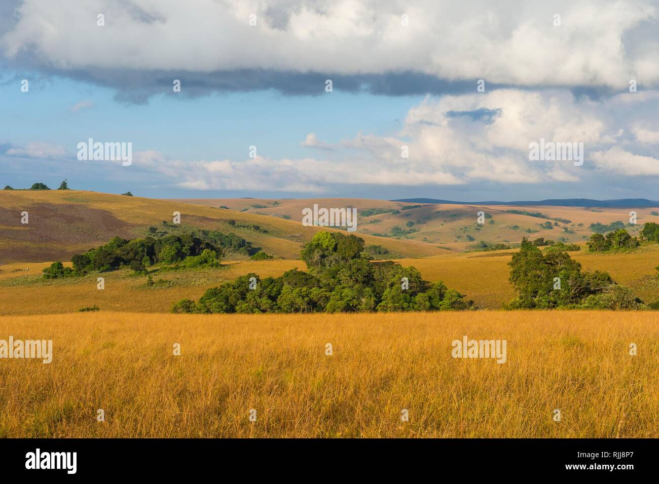 Si affacciano su altipiani di Nyika National Park, Malawi Foto Stock