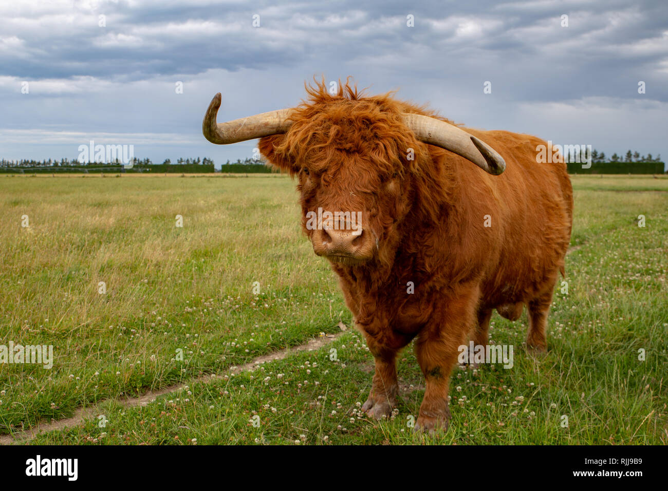 Un ginger highland bull con lunghe corna in un campo in Nuova Zelanda Foto Stock