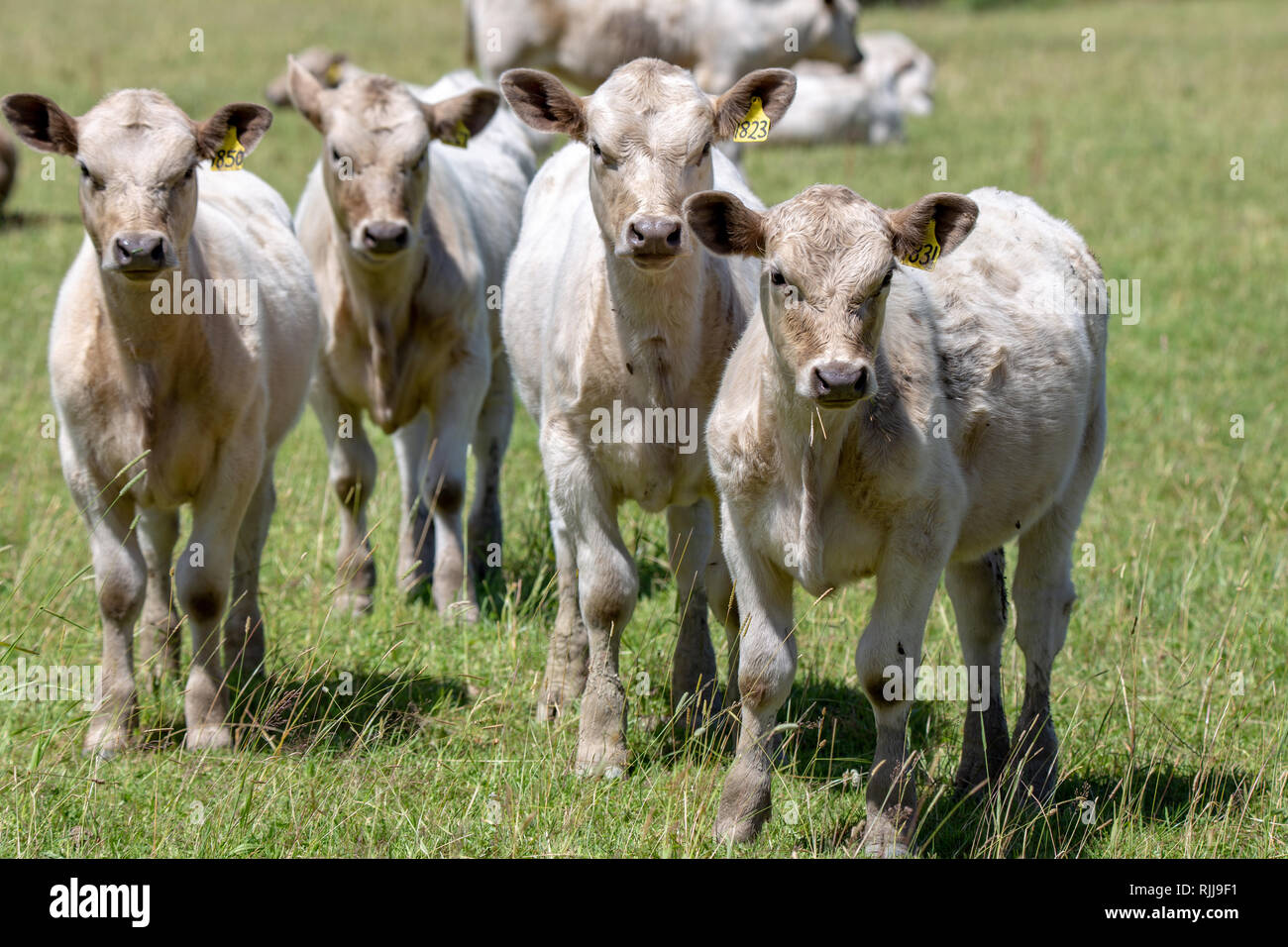 Giovani charolais vitelli bianco in un campo erboso a Canterbury, Nuova Zelanda Foto Stock