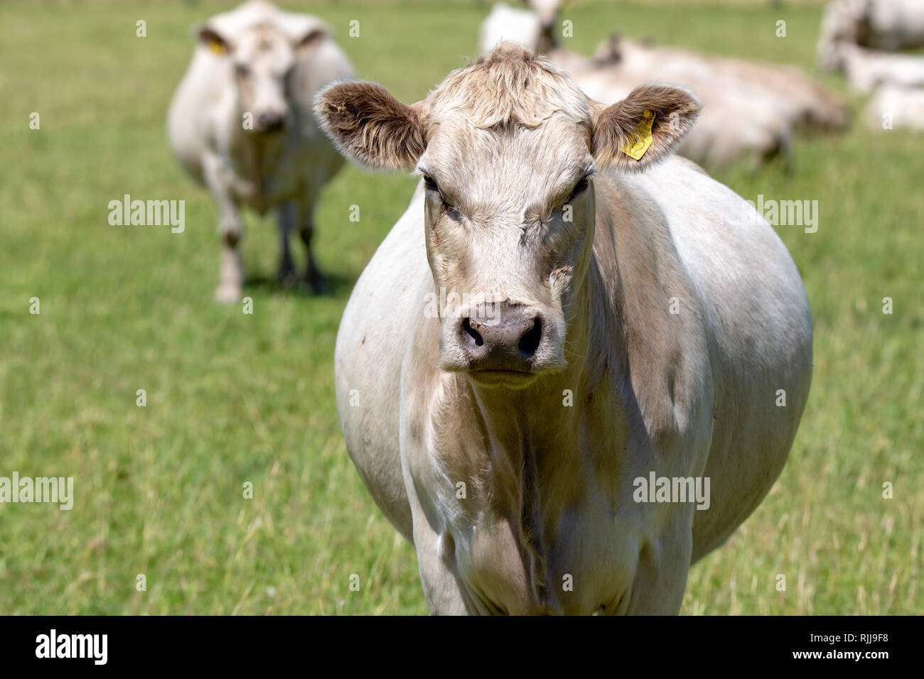 Curioso bianco bovini Charolais in un campo in Nuova Zelanda Foto Stock