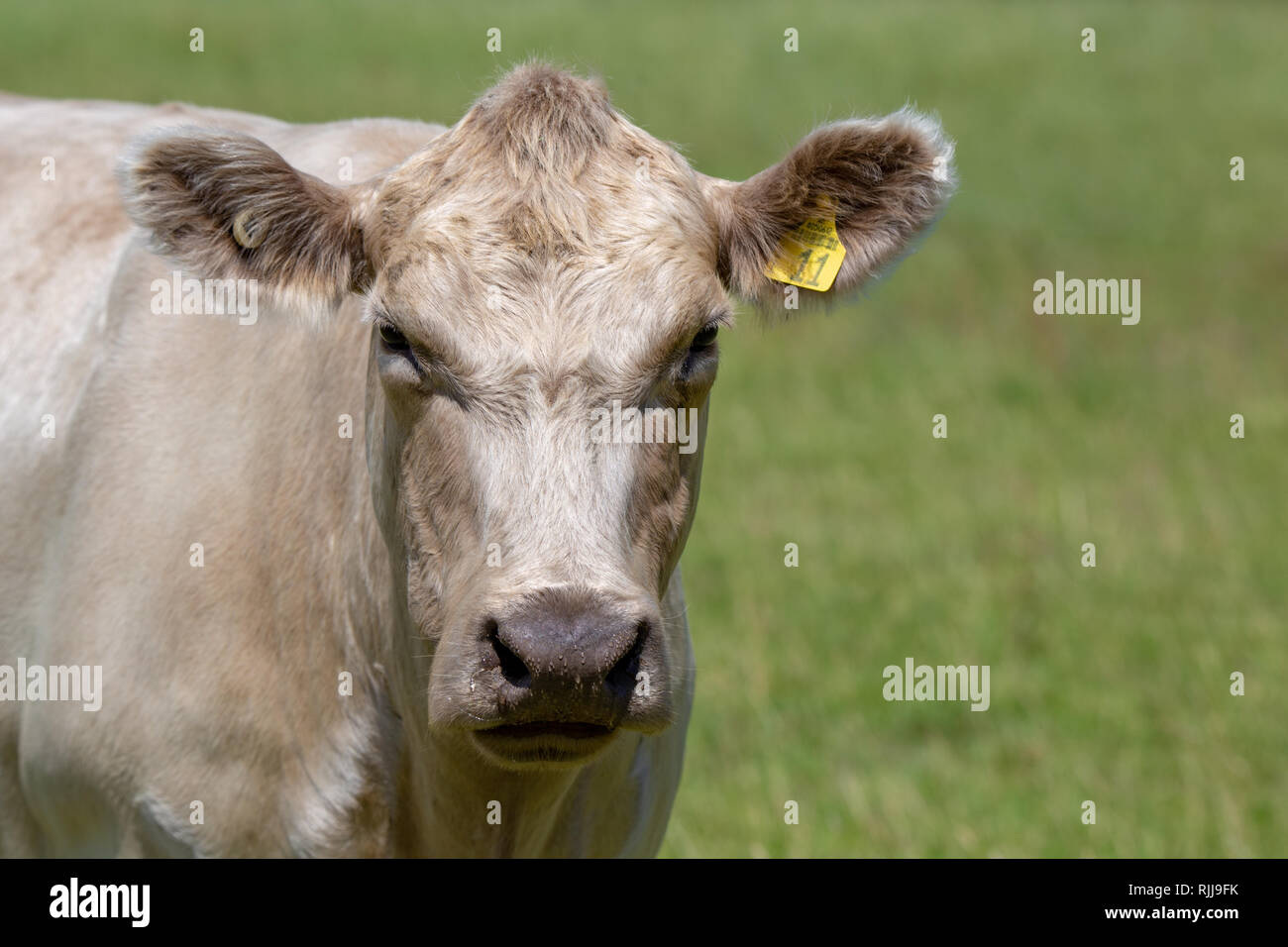 La faccia di un bianco charolais mucca in una fattoria in Nuova Zelanda Foto Stock