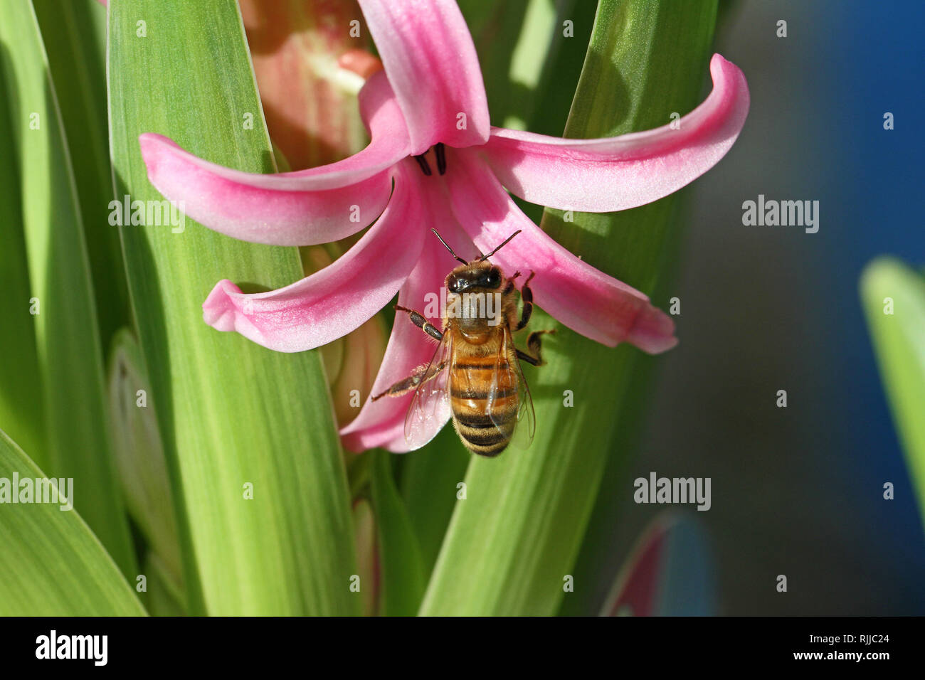 Il miele delle api latino apis mellifera raccogliendo il polline su una rosa latino giacinto hyacinthus orientalis famiglia sottofamiglia asparagaceae scilloideae o bluebell Foto Stock