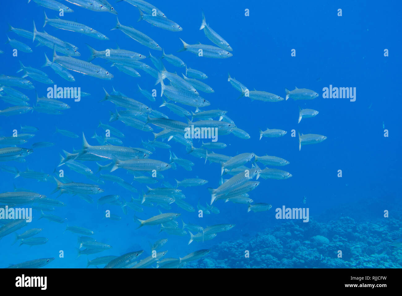 Grande scuola di novellame di barracuda nuoto su una barriera corallina vicino a El Quseir in Mar Rosso, Egitto Foto Stock