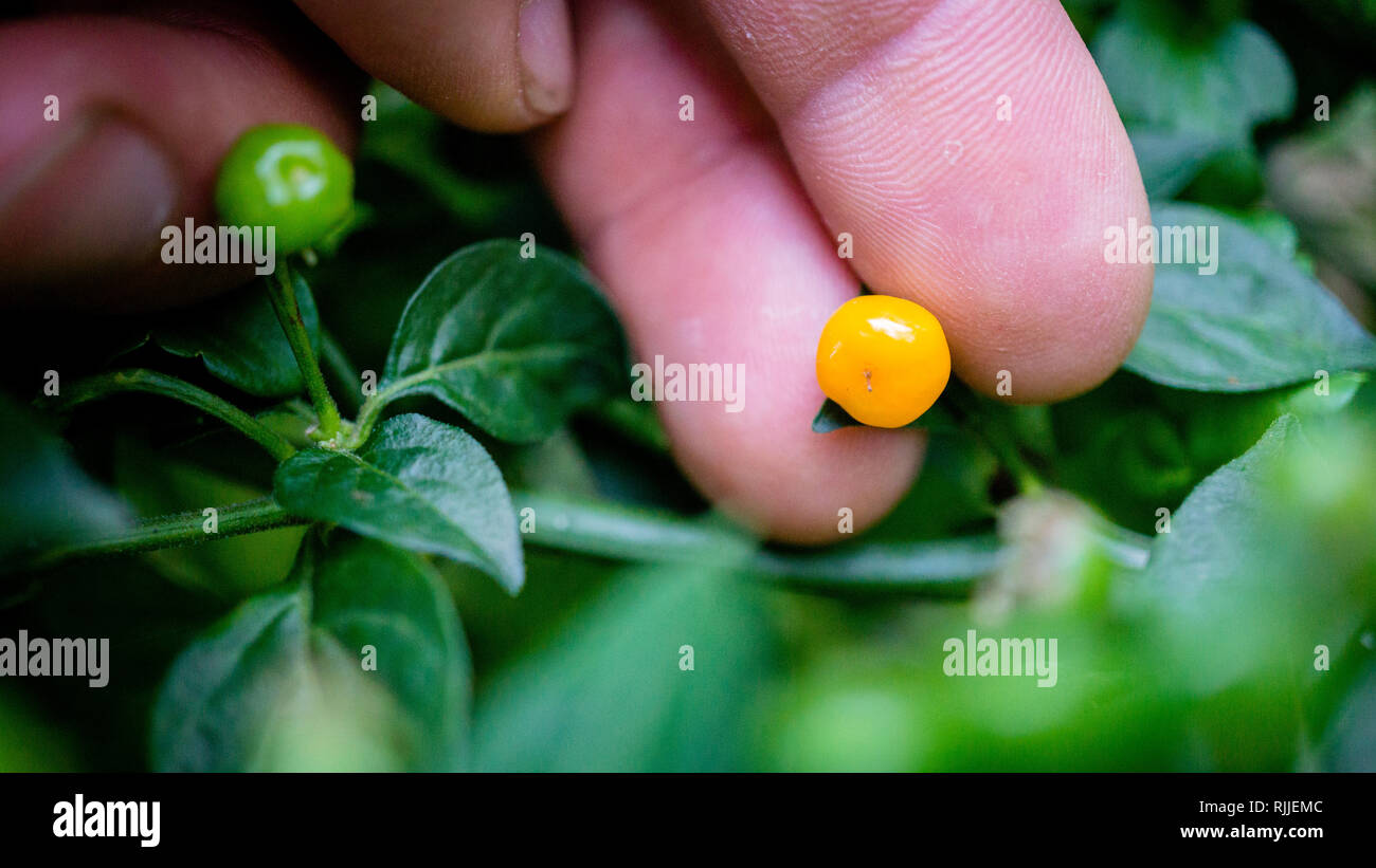 Il Aji Charapita sono considerati il mondo più costoso il peperoncino Foto Stock