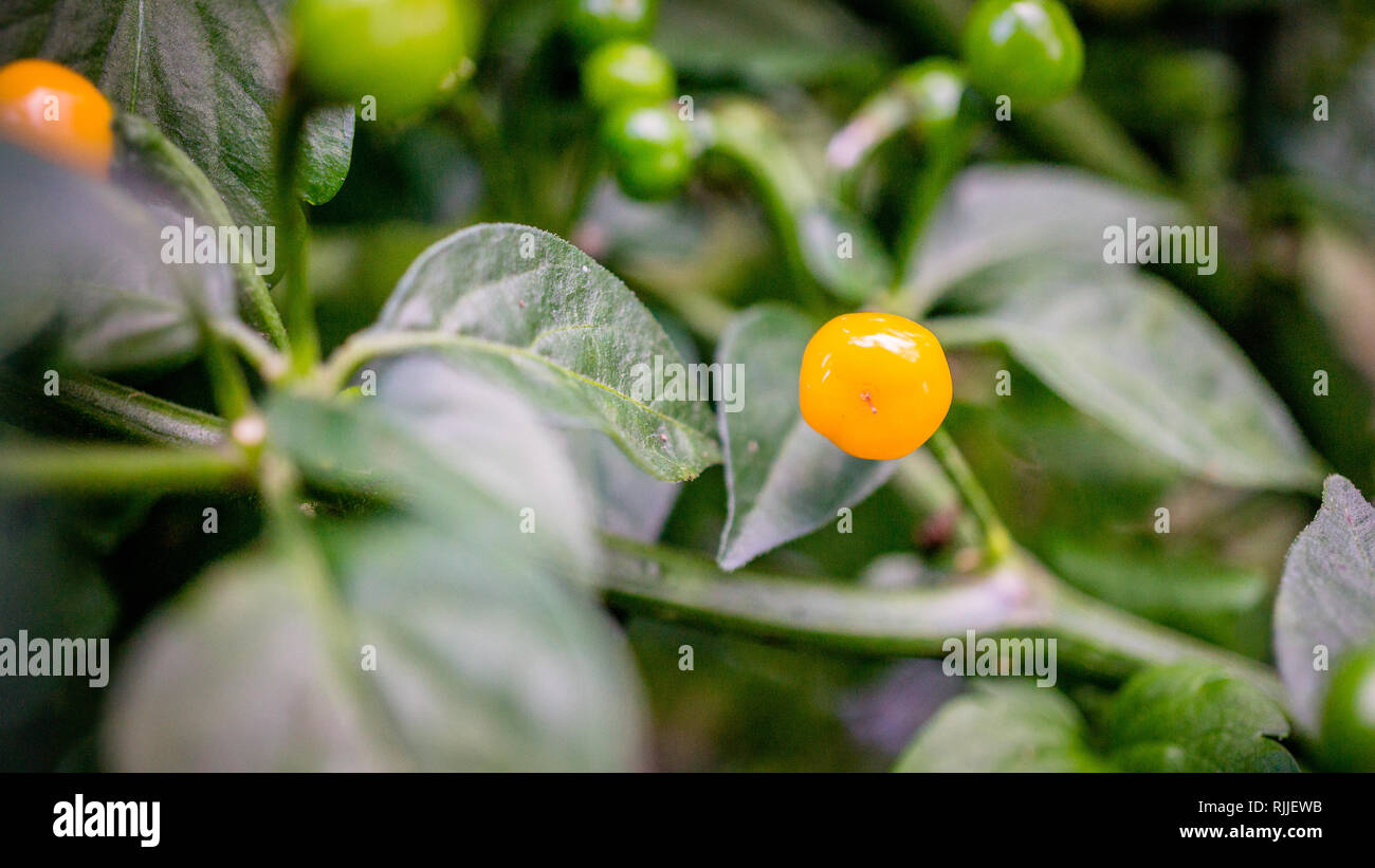 Il Aji Charapita sono considerati il mondo più costoso il peperoncino Foto Stock