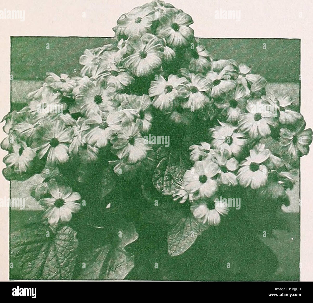 . Beckert seme del negozio, Inc.. Vivai (orticoltura) Pittsburgh Pennsylvania cataloghi; vivaio Pittsburgh Pennsylvania cataloghi; Verdure semi di Pittsburgh Pennsylvania cataloghi; fiori Semi di Pittsburgh Pennsylvania cataloghi; lampadine (piante) Pittsburgh Pennsylvania cataloghi. Conservatorio E CASA PLAINTS è della massima importanza che il coltivatore protetta solo la più alta qualità di semi per serra serra o l'uso. Offriamo un alto standard di eccellenza in stock offerto in seguito, tutte le quali sono state prodotte mediante il primo seme specialisti. Abutilon • Fioritura Maple Foto Stock