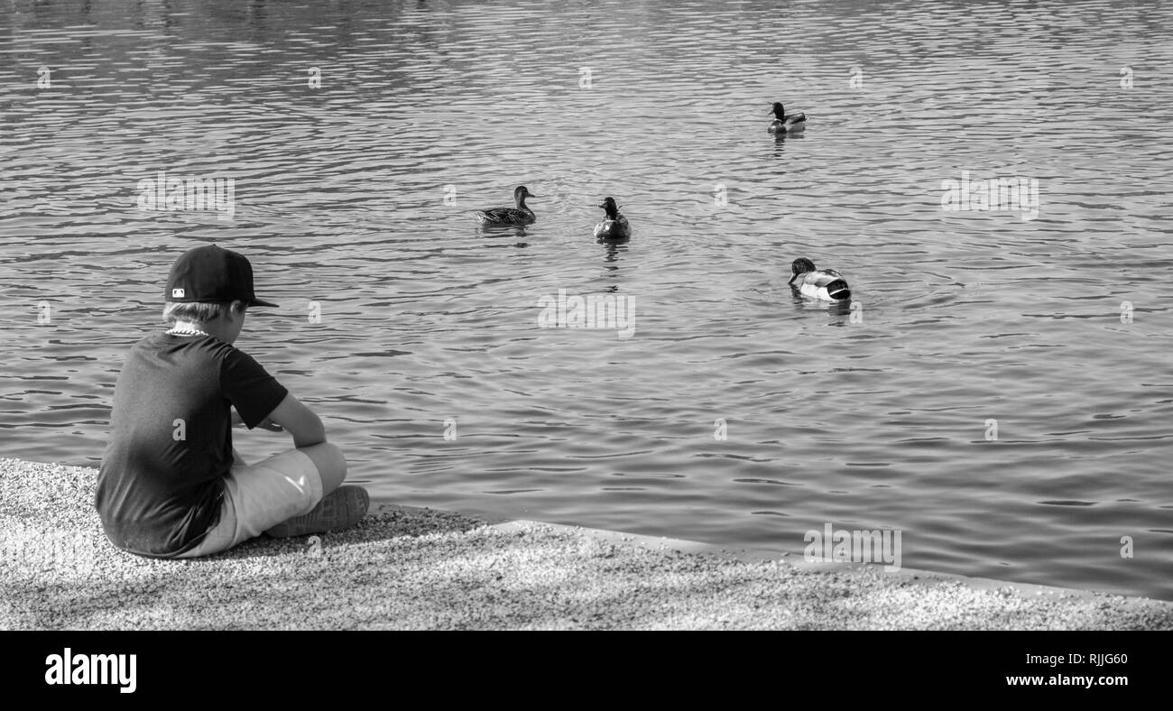 Un ragazzo che riflette sul bordo di un laghetto mentre dar da mangiare alle anatre. Foto Stock